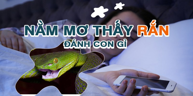 Mơ thấy rắn đánh con gì?